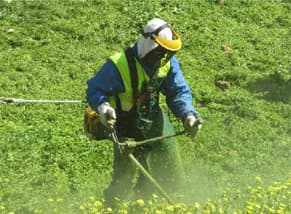Vegetation Management service